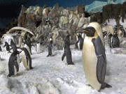 Encuentro de Pingüino en Orlando SeaWorld